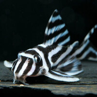 WANTED: L046 Zebra and L095 Orange Cheek Pleco