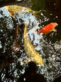 Beautiful Koi request new home