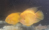 Pair of huge parrot cichlids