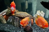 3 x superb red spotted severum adult large cichlids for sale