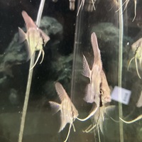 Breeding group of 4 x Adult Red back Manacapuru Angel fish and 6 x juvies