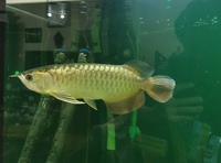 Super high back golden arowana for sale £400 open to offer