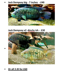 Large Jack Dempsey for sale £40 group of 3 for sale as £60