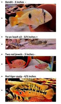 Red jewel cichlids 3 inch for sale X2 £30