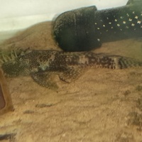 Breeding Pair of Brown Bristlemouth Ancistrus.