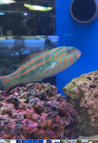 Queen wrasse large