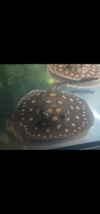 Gold dust female stingray pup and oscars