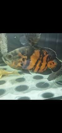 Gold dust female stingray pup and oscars