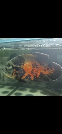 Gold dust female stingray pup and oscars