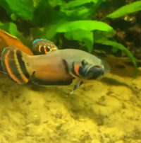 Brunei Betta Betta Macrostoma x7