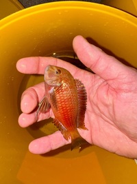 F0 Tropheus Sp. Red Kalindi breeding group