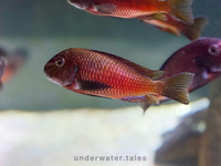 F0 Tropheus Sp. Red Kalindi breeding group