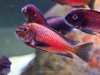 F0 Tropheus Sp. Red Kalindi breeding group