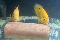 Pair of huge parrot cichlids £40 or might swap for oddballs