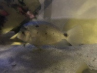 Large fish for sale