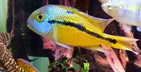 MACAW CICHLID JUVENILES FOR SALE