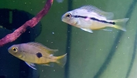 MACAW CICHLID JUVENILES FOR SALE