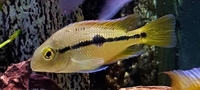 MACAW CICHLID JUVENILES FOR SALE