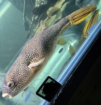 MBU PUFFER 20 inches 350