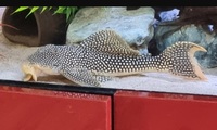 L14 sunshine pleco rare at around 12 inch.# NOW SOLD#