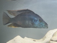 Dimidochromis Compressiceps Malawi Eyebiter Adults £60