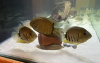 Trio of Adult Green Severums