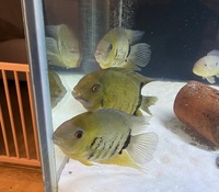 Trio of Adult Green Severums