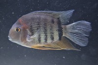 Red Shoulder Severum Free