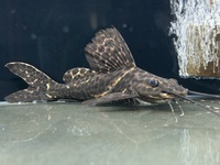 Leiarius pictus - stunning £180 Sailfin Pim