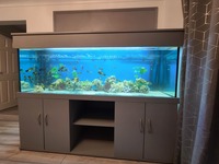 Tropheus ikola complete setup 600 L fish tank