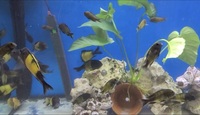 Tropheus ikola complete setup 600 L fish tank