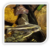 Catfish | Striped Raphael Catfish