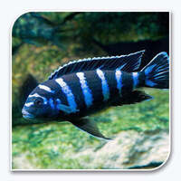 African Cichlid | Demasoni