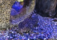 Synodontis angelicus for new home