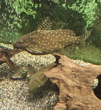 Synodontis angelicus for new home