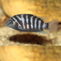 Convict cichlids