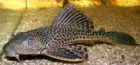 Pleco