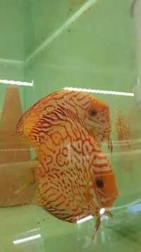 Breeding pair of red jags discus