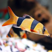 Wanted clown loach or discus