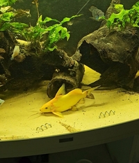 7 Inch Golden Catfish Synodontis Nigrita for sale