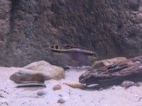 Rainbow Kribensis breeding pair and juveniles