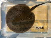 5 inch male mini marble x marble motoro stingray £250