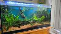 Closing down tanks: Equipment & Aquarium for sale