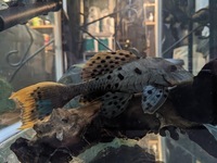 WANTED: L095 Orange Cheek Pleco