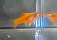 Orange Fire Swordtail fry x6 2cm