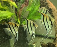 Altum Angelfish Orinico/Manacapuru Breeding Pair