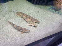 Polypterus endlicheri bichir