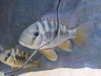 Adult pair of gymnogeophagus balzanii