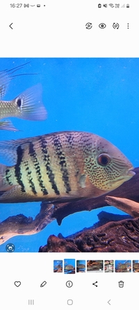 Tiger Curare Severum x 6