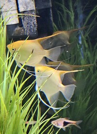 2-gold angel fish in milton keynes